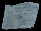 Rare Uranopteris Fenella Fern Fossil - Poland #4070-3